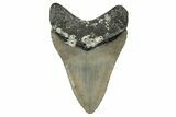 Serrated, Fossil Megalodon Tooth - North Carolina #338551-1